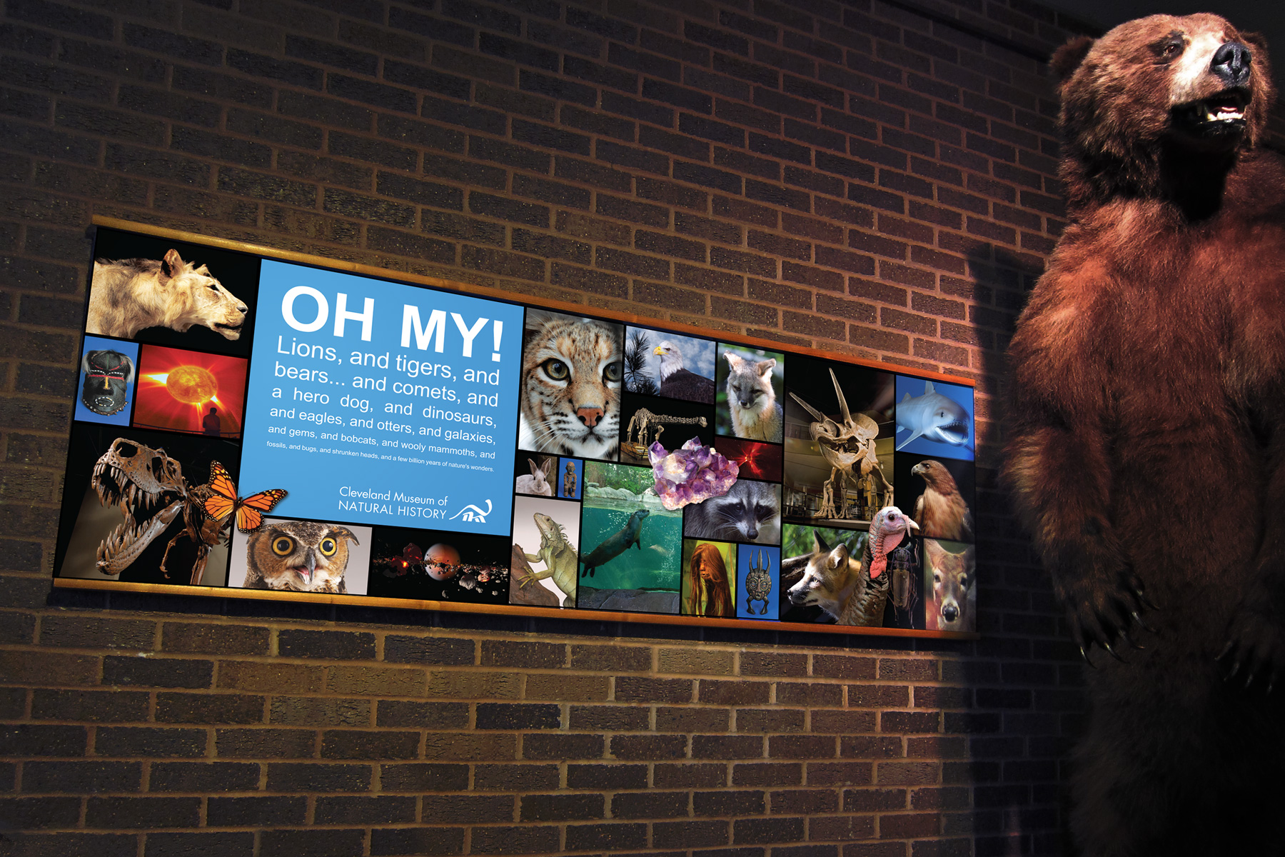 CMNH large format graphic